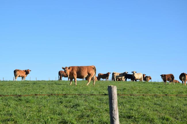 Vaches Conques en Rouergue